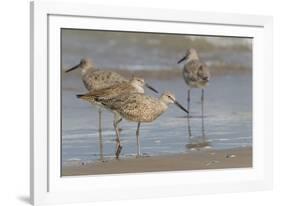 Galveston Island, Texas. Willet Flock on Texas Gulf Coast Beach-Larry Ditto-Framed Photographic Print