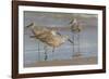 Galveston Island, Texas. Willet Flock on Texas Gulf Coast Beach-Larry Ditto-Framed Photographic Print