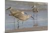 Galveston Island, Texas. Willet Flock on Texas Gulf Coast Beach-Larry Ditto-Mounted Photographic Print