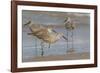 Galveston Island, Texas. Willet Flock on Texas Gulf Coast Beach-Larry Ditto-Framed Photographic Print