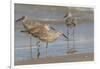 Galveston Island, Texas. Willet Flock on Texas Gulf Coast Beach-Larry Ditto-Framed Photographic Print