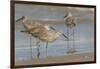 Galveston Island, Texas. Willet Flock on Texas Gulf Coast Beach-Larry Ditto-Framed Photographic Print