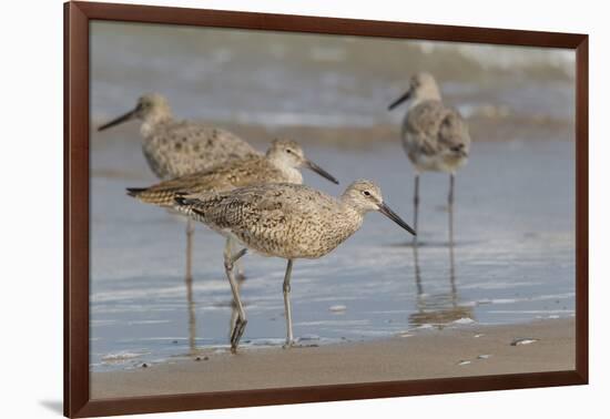 Galveston Island, Texas. Willet Flock on Texas Gulf Coast Beach-Larry Ditto-Framed Photographic Print