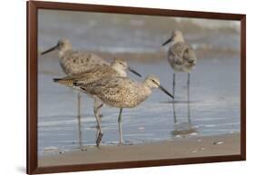 Galveston Island, Texas. Willet Flock on Texas Gulf Coast Beach-Larry Ditto-Framed Photographic Print