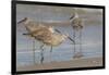 Galveston Island, Texas. Willet Flock on Texas Gulf Coast Beach-Larry Ditto-Framed Photographic Print