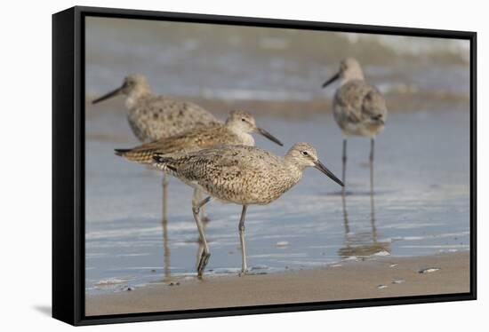 Galveston Island, Texas. Willet Flock on Texas Gulf Coast Beach-Larry Ditto-Framed Stretched Canvas