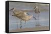 Galveston Island, Texas. Willet Flock on Texas Gulf Coast Beach-Larry Ditto-Framed Stretched Canvas