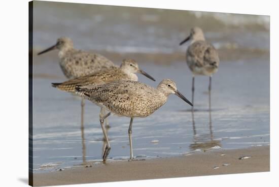 Galveston Island, Texas. Willet Flock on Texas Gulf Coast Beach-Larry Ditto-Stretched Canvas