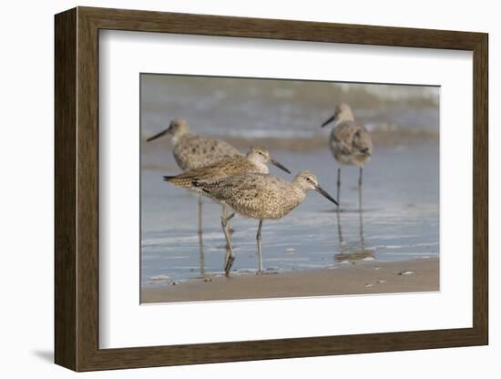 Galveston Island, Texas. Willet Flock on Texas Gulf Coast Beach-Larry Ditto-Framed Photographic Print