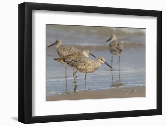 Galveston Island, Texas. Willet Flock on Texas Gulf Coast Beach-Larry Ditto-Framed Photographic Print