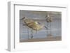 Galveston Island, Texas. Willet Flock on Texas Gulf Coast Beach-Larry Ditto-Framed Photographic Print