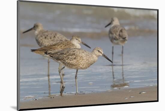 Galveston Island, Texas. Willet Flock on Texas Gulf Coast Beach-Larry Ditto-Mounted Photographic Print