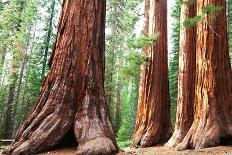 Girl on Giant Stump in Sequoia National Park in USA-Galyna Andrushko-Photographic Print