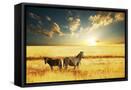 Canvas Black