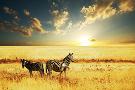 Laminate
