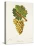 Gamay Blanc Grape-J. Troncy-Stretched Canvas