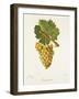 Gamay Blanc Grape-J. Troncy-Framed Giclee Print
