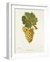 Gamay Blanc Grape-J. Troncy-Framed Giclee Print