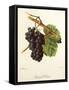 Gamay D'Orleans Grape-J. Troncy-Framed Stretched Canvas