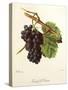 Gamay D'Orleans Grape-J. Troncy-Stretched Canvas