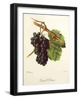 Gamay D'Orleans Grape-J. Troncy-Framed Giclee Print