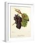 Gamay D'Orleans Grape-J. Troncy-Framed Giclee Print