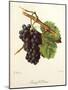 Gamay D'Orleans Grape-J. Troncy-Mounted Giclee Print