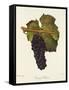 Gamay Freaux Grape-J. Troncy-Framed Stretched Canvas