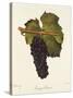 Gamay Freaux Grape-J. Troncy-Stretched Canvas