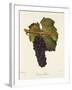 Gamay Freaux Grape-J. Troncy-Framed Giclee Print