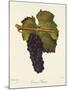 Gamay Freaux Grape-J. Troncy-Mounted Giclee Print