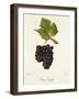 Gamay Geoffray Grape-J. Troncy-Framed Giclee Print