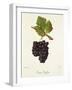 Gamay Geoffray Grape-J. Troncy-Framed Giclee Print