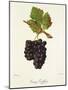 Gamay Geoffray Grape-J. Troncy-Mounted Giclee Print