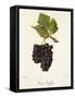 Gamay Geoffray Grape-J. Troncy-Framed Stretched Canvas