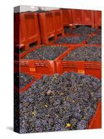 Gamay Grapes at Georges Duboeuf Winery, Romaneche-Thorins, Beaujolais, Bourgogne, France-Per Karlsson-Stretched Canvas