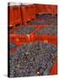 Gamay Grapes at Georges Duboeuf Winery, Romaneche-Thorins, Beaujolais, Bourgogne, France-Per Karlsson-Stretched Canvas