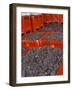 Gamay Grapes at Georges Duboeuf Winery, Romaneche-Thorins, Beaujolais, Bourgogne, France-Per Karlsson-Framed Photographic Print