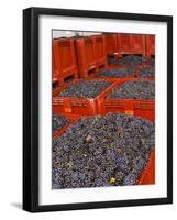 Gamay Grapes at Georges Duboeuf Winery, Romaneche-Thorins, Beaujolais, Bourgogne, France-Per Karlsson-Framed Photographic Print