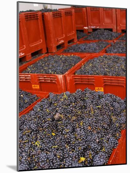 Gamay Grapes at Georges Duboeuf Winery, Romaneche-Thorins, Beaujolais, Bourgogne, France-Per Karlsson-Mounted Photographic Print