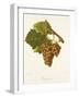 Gamay Gris Grape-J. Troncy-Framed Giclee Print