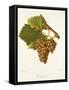 Gamay Gris Grape-J. Troncy-Framed Stretched Canvas