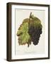 Gamay Hatif Des Vosges Grape-A. Kreyder-Framed Giclee Print