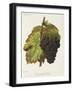 Gamay Hatif Des Vosges Grape-A. Kreyder-Framed Giclee Print