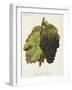 Gamay Hatif Des Vosges Grape-A. Kreyder-Framed Giclee Print