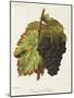 Gamay Hatif Des Vosges Grape-A. Kreyder-Mounted Giclee Print