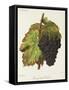 Gamay Hatif Des Vosges Grape-A. Kreyder-Framed Stretched Canvas