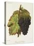 Gamay Hatif Des Vosges Grape-A. Kreyder-Stretched Canvas