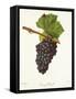 Gamay Picard Grape-J. Troncy-Framed Stretched Canvas