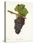 Gamay Picard Grape-J. Troncy-Stretched Canvas